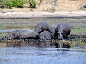 Flodhästar Chobe River