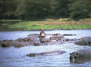 Flodhästar i Lake Manyara Park