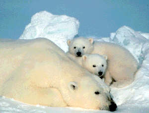 Isbjörns hona med ungar